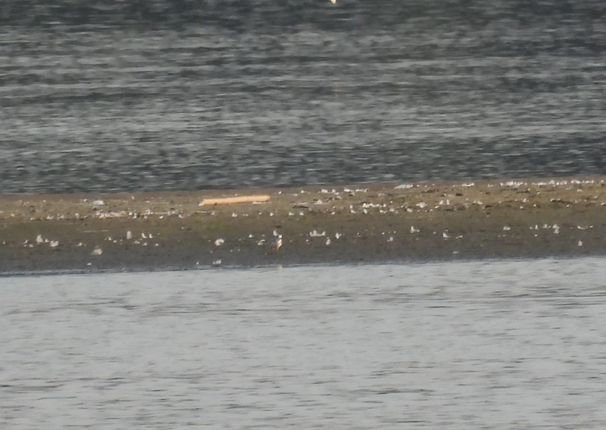 Piping Plover - ML640050137