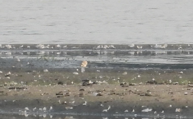 Piping Plover - ML640050156