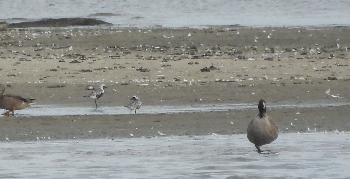 Black-bellied Plover - ML640050166