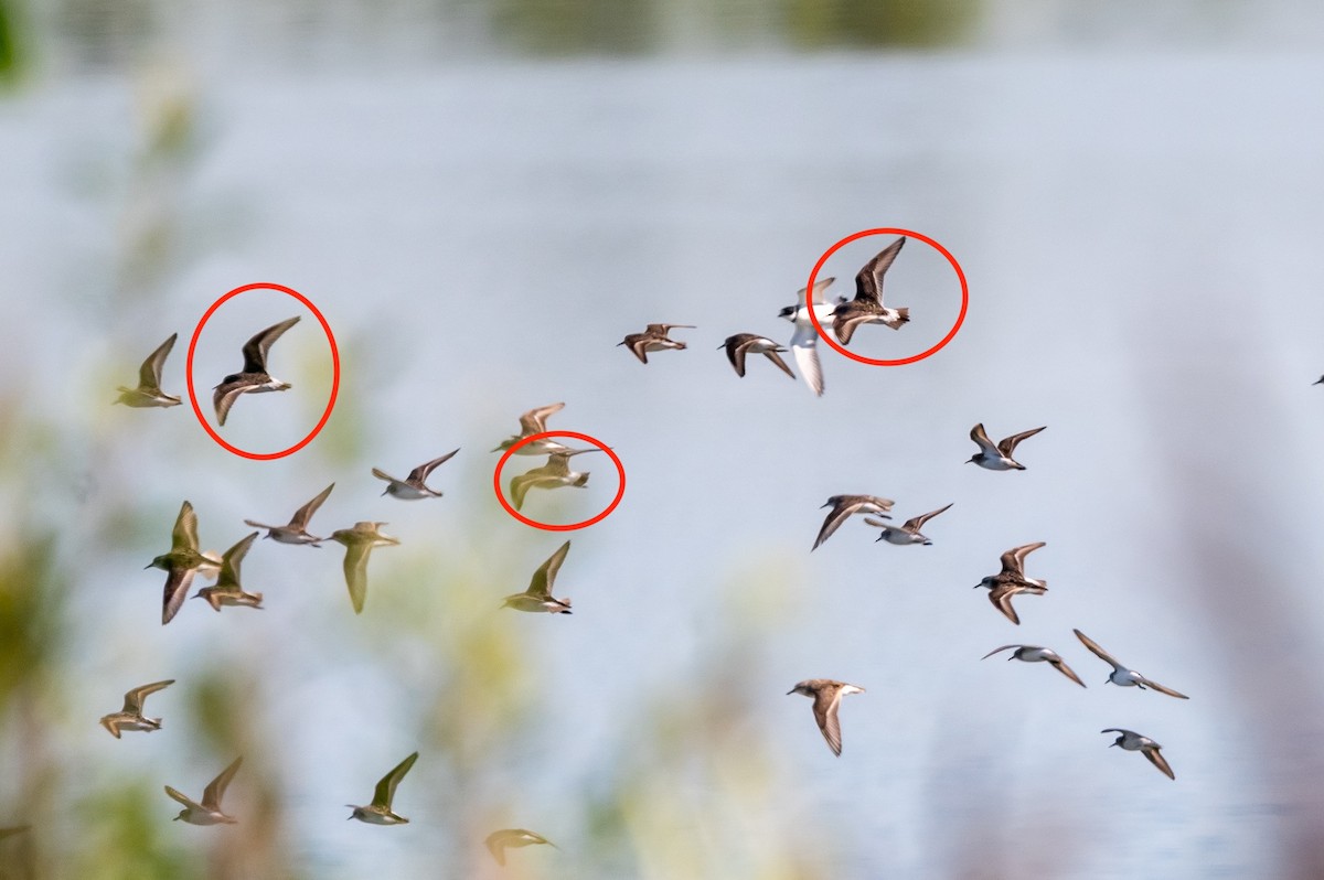 White-rumped Sandpiper - ML640050167