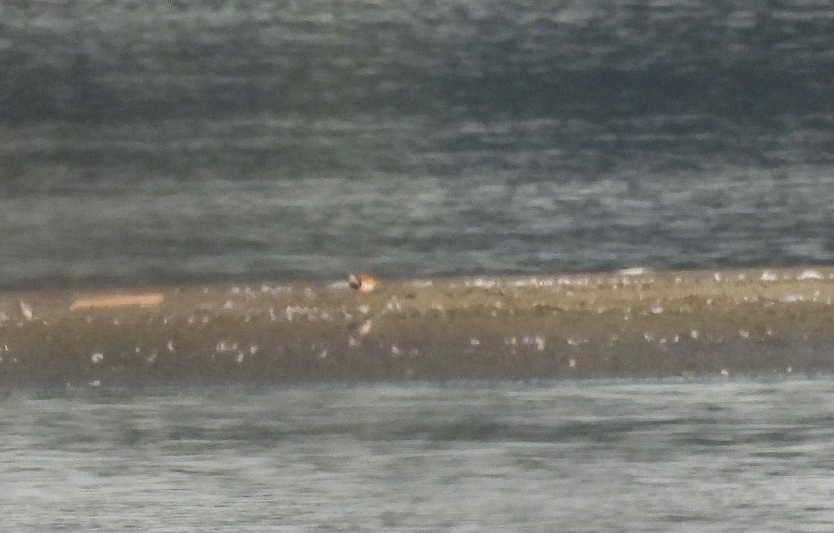 Ruddy Turnstone - ML640050180
