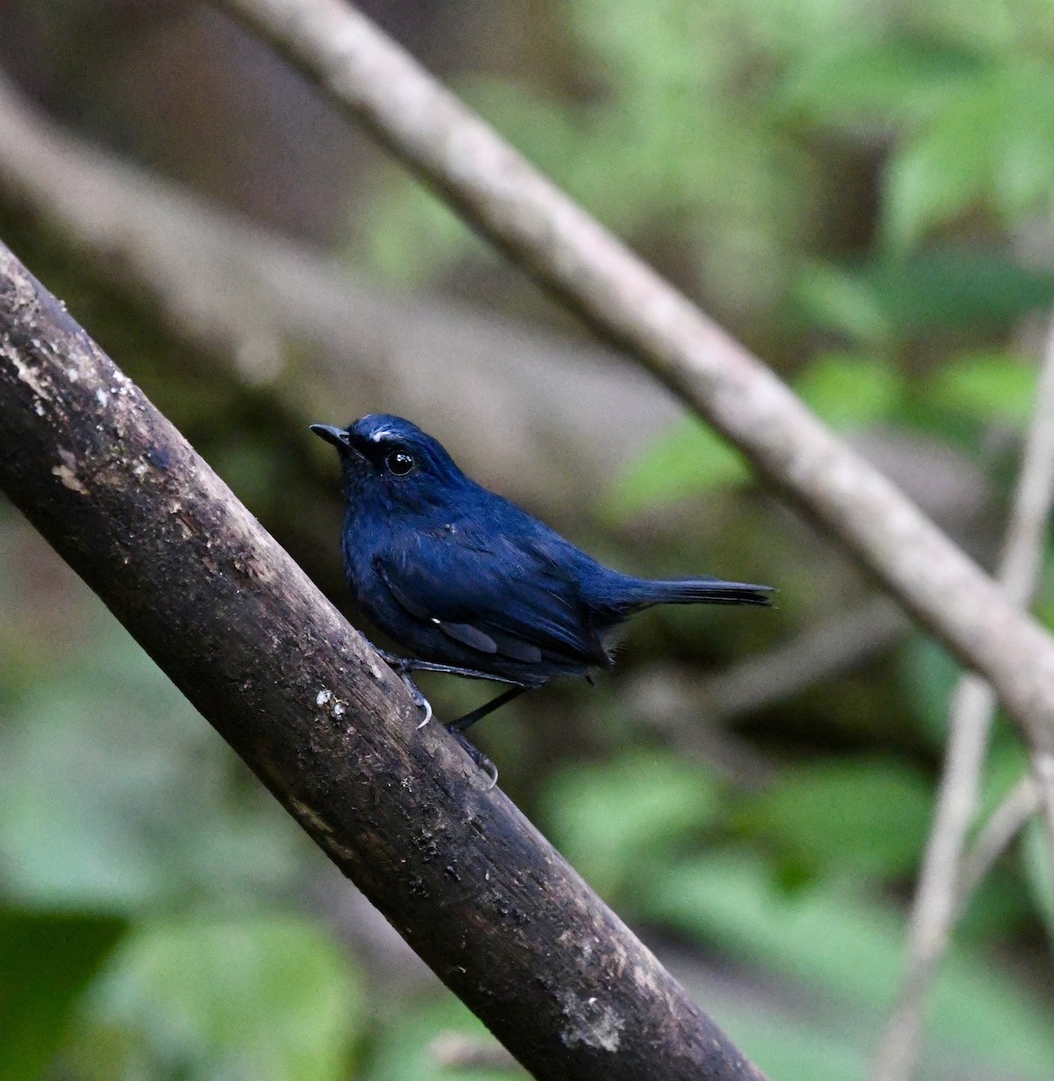 Bornean Shortwing - ML640050184
