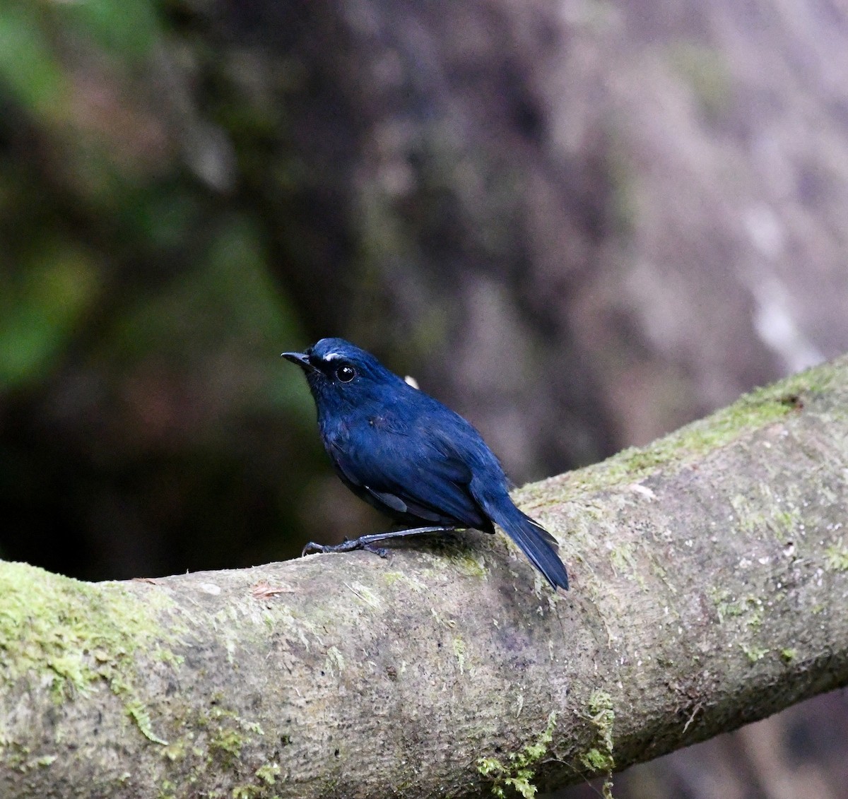 Bornean Shortwing - ML640050185