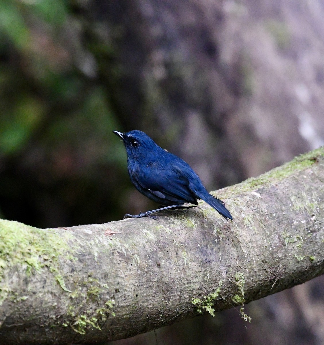 Bornean Shortwing - ML640050186