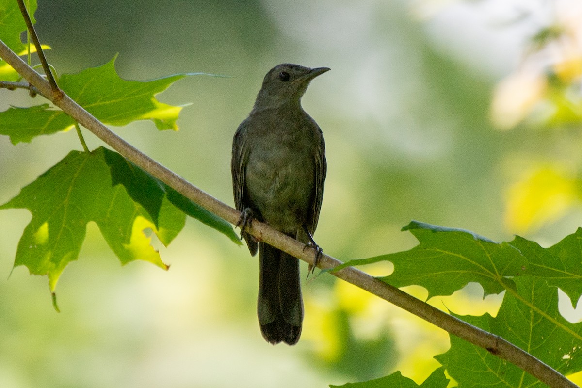 Gray Catbird - ML640050227