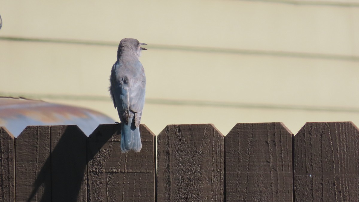 Pinyon Jay - ML640050238