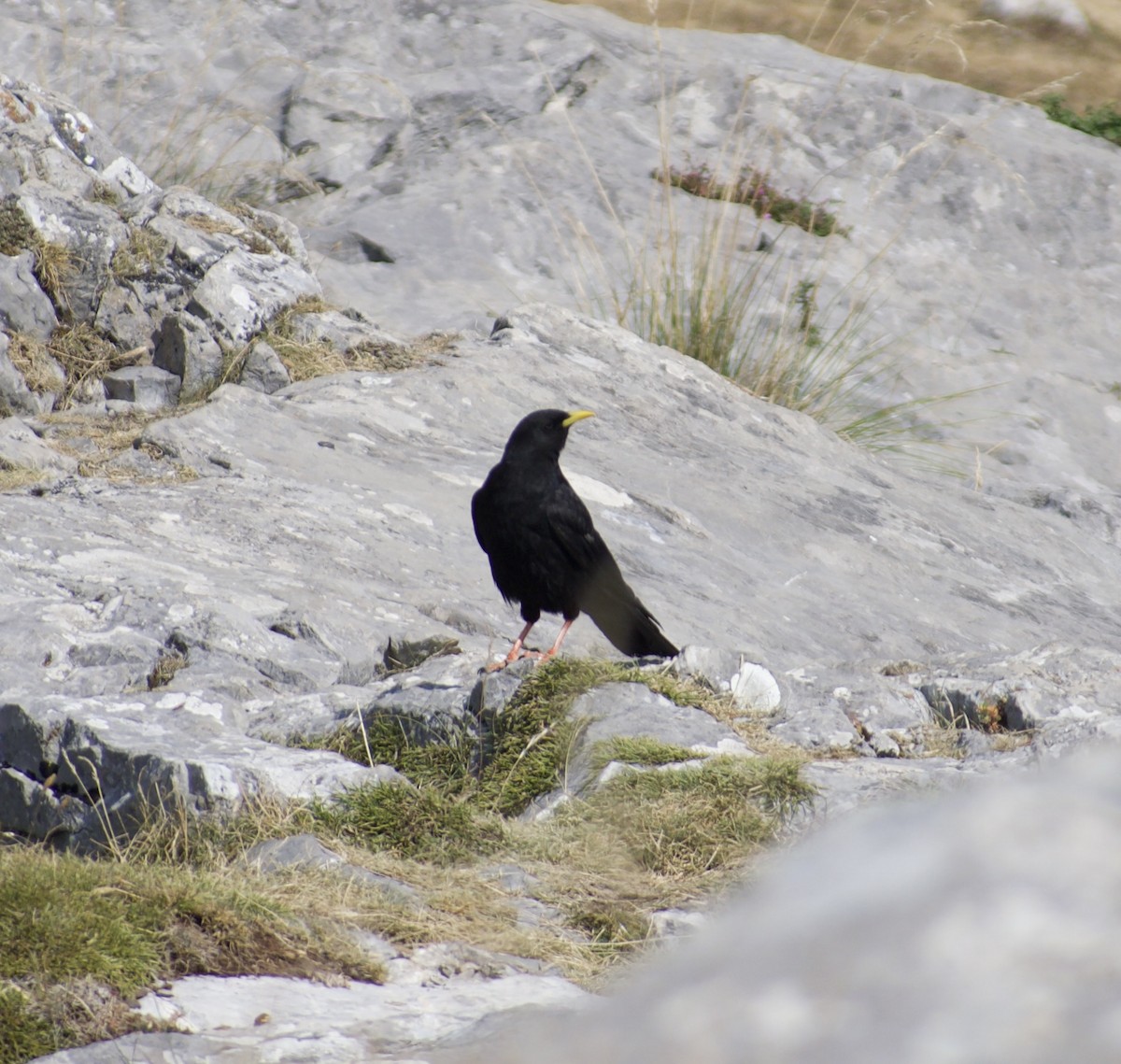 Yellow-billed Chough - ML640050243