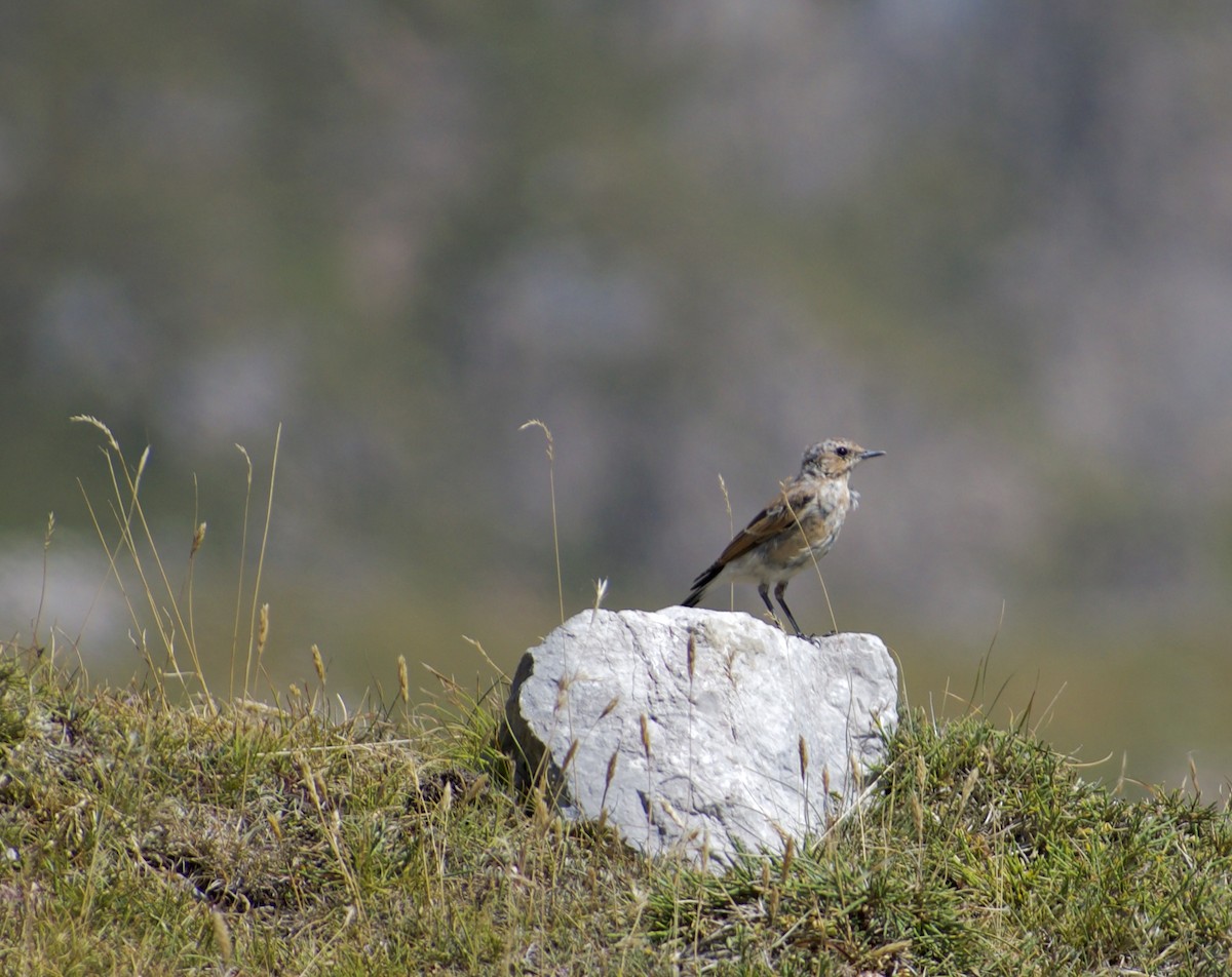 Northern Wheatear - ML640050247