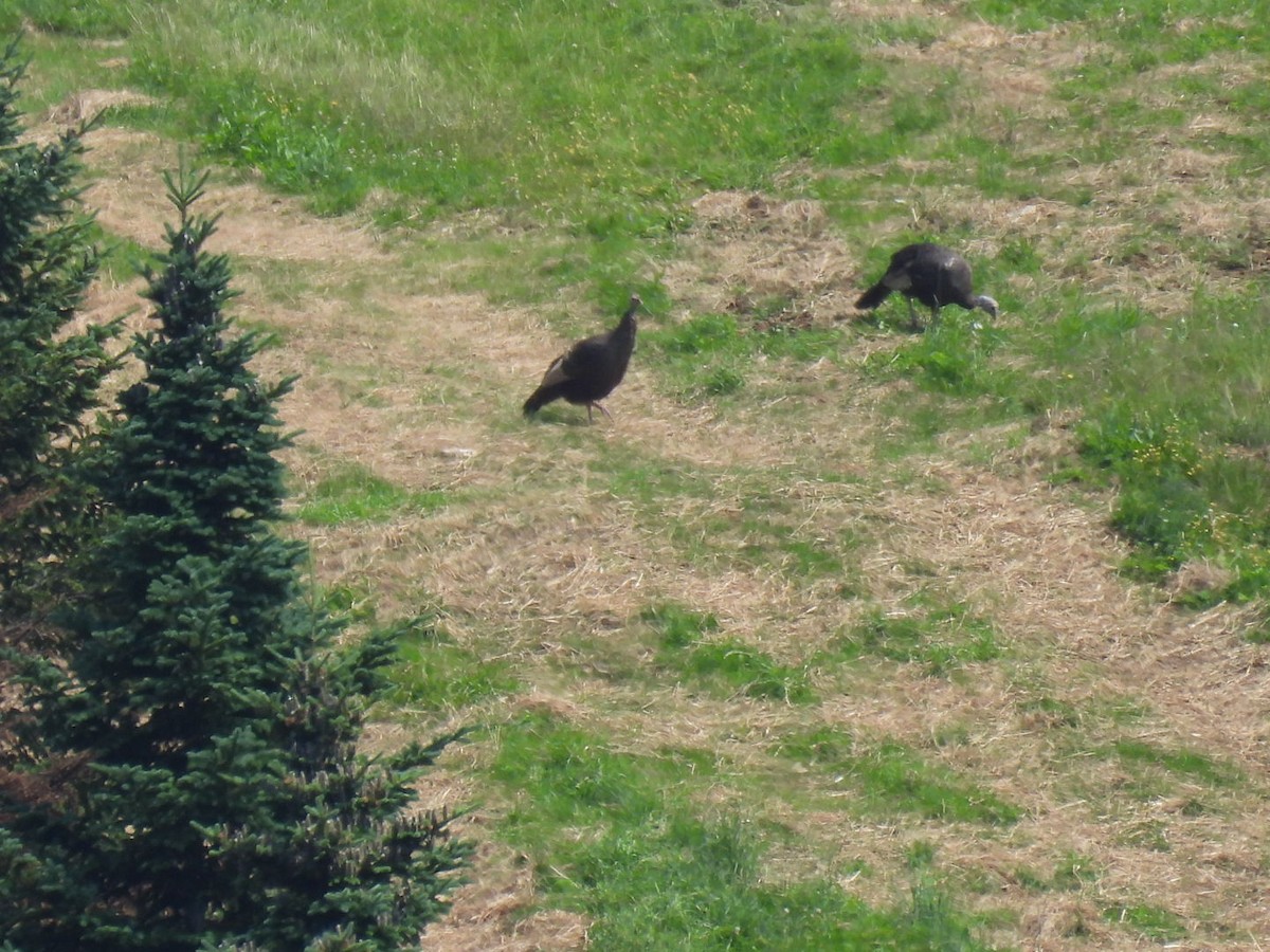 Tacchino selvatico - ML640050252