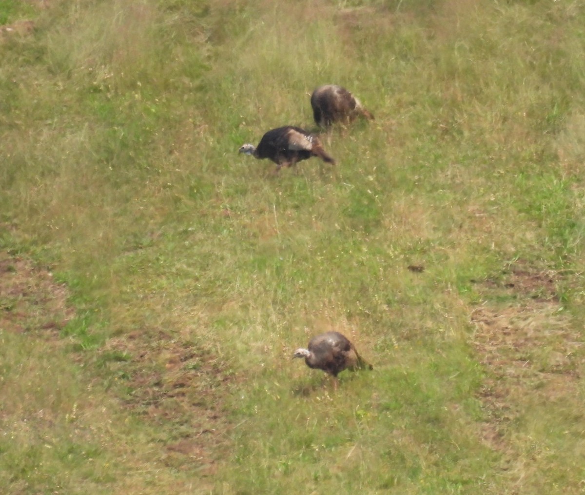 Tacchino selvatico - ML640050253