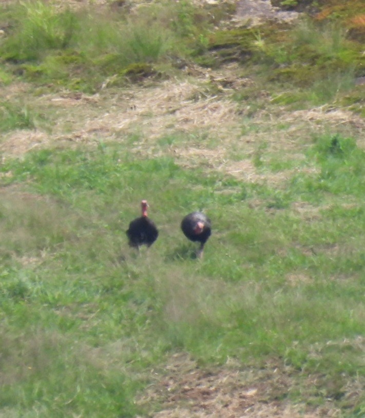 Tacchino selvatico - ML640050254