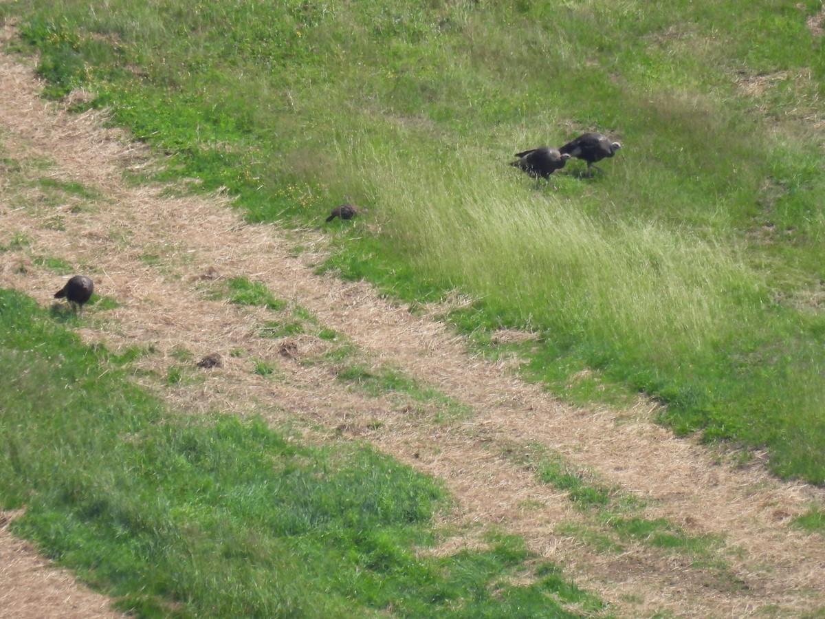 Tacchino selvatico - ML640050255