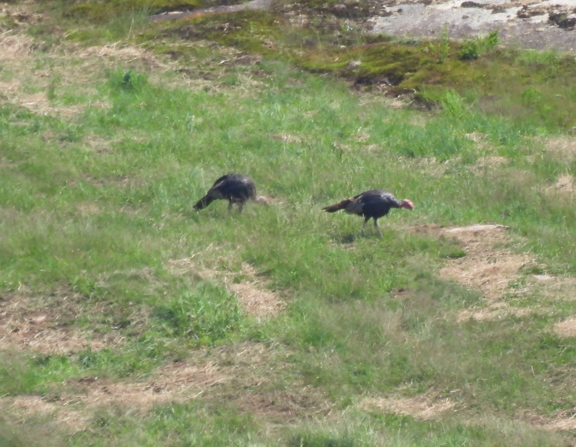 Tacchino selvatico - ML640050259