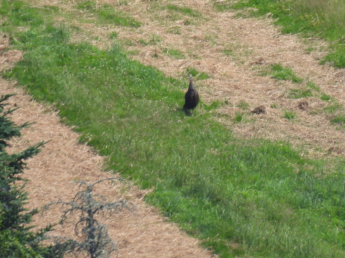 Tacchino selvatico - ML640050260