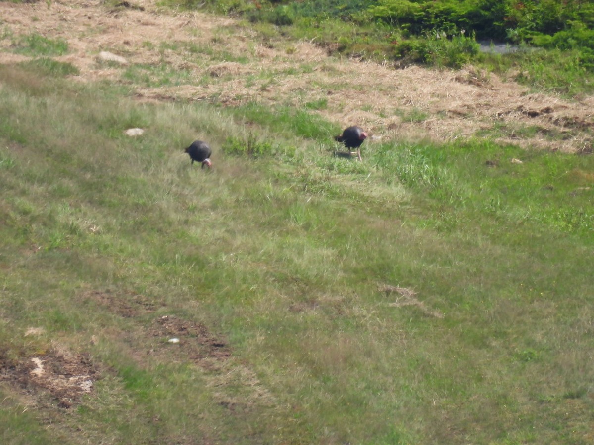 Tacchino selvatico - ML640050262