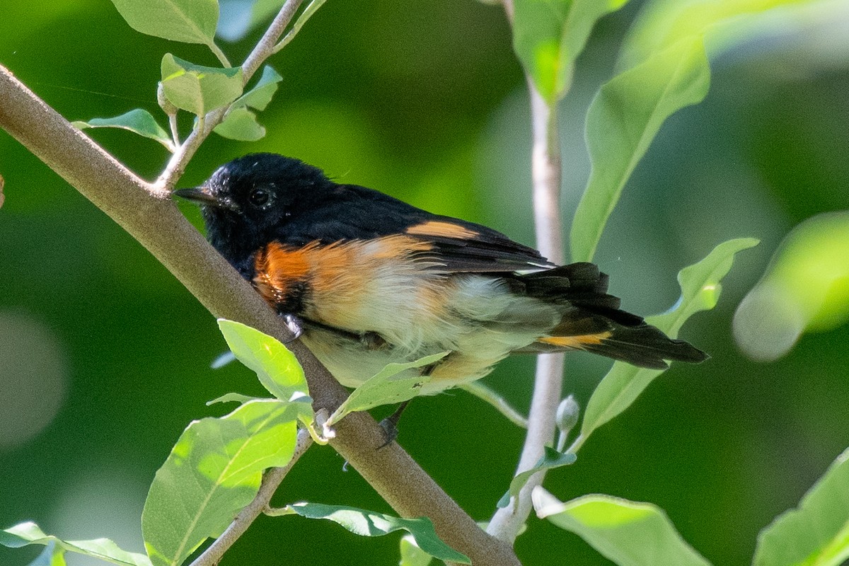 American Redstart - ML640050287