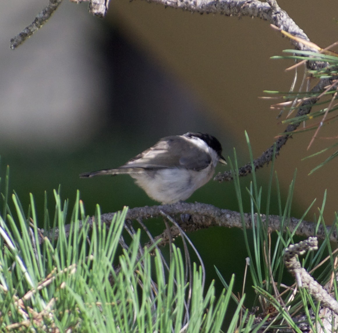 Marsh Tit - ML640050297