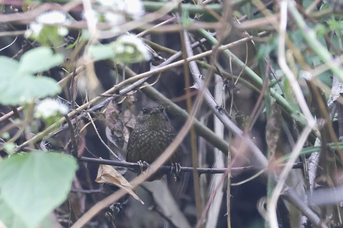 Spotted Elachura - ML640050334
