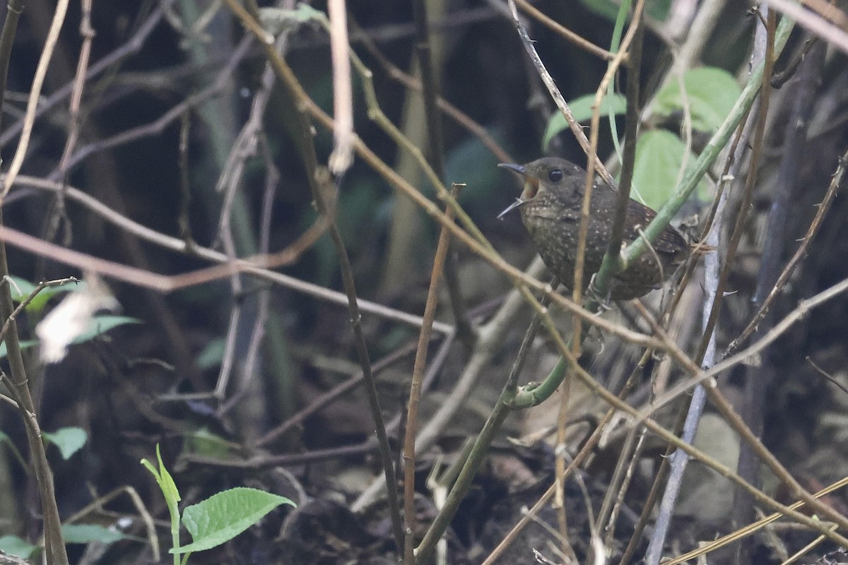 Spotted Elachura - ML640050335