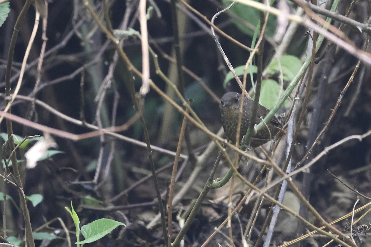 Spotted Elachura - ML640050336