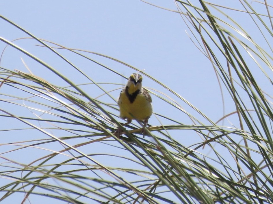 Chihuahuan Meadowlark - ML640050356