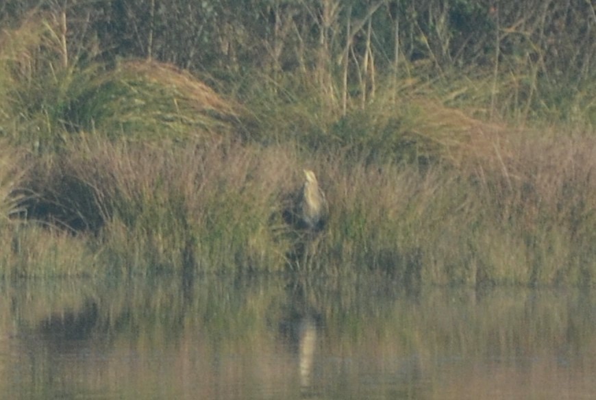 Eurasian Bittern - ML640050393
