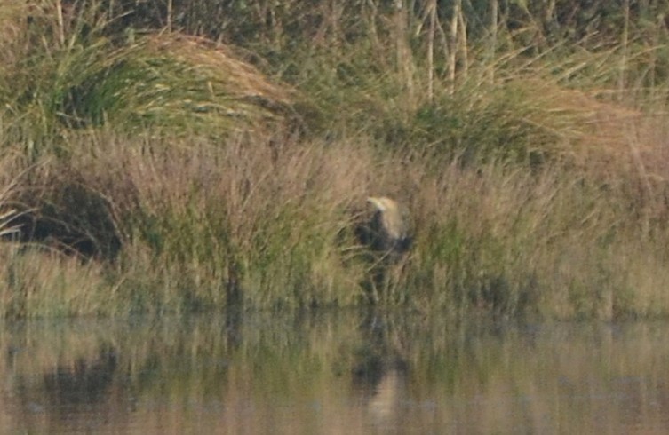 Eurasian Bittern - ML640050394