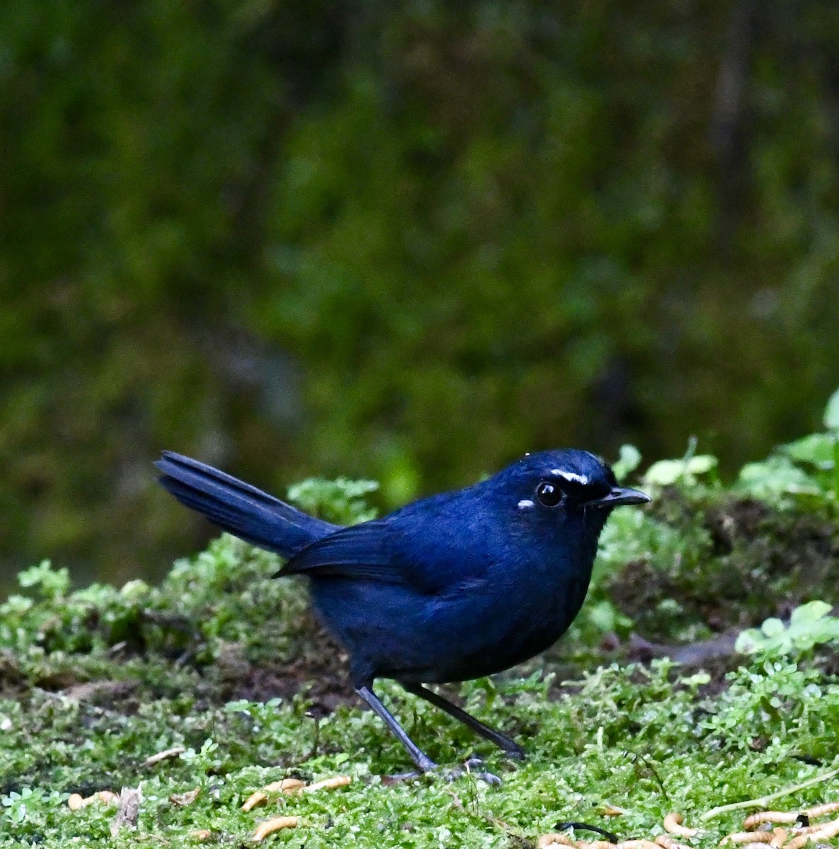 Bornean Shortwing - ML640050487