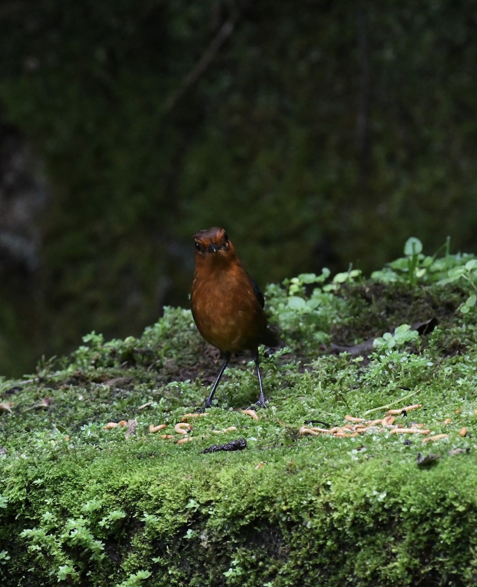 Bornean Shortwing - ML640050491