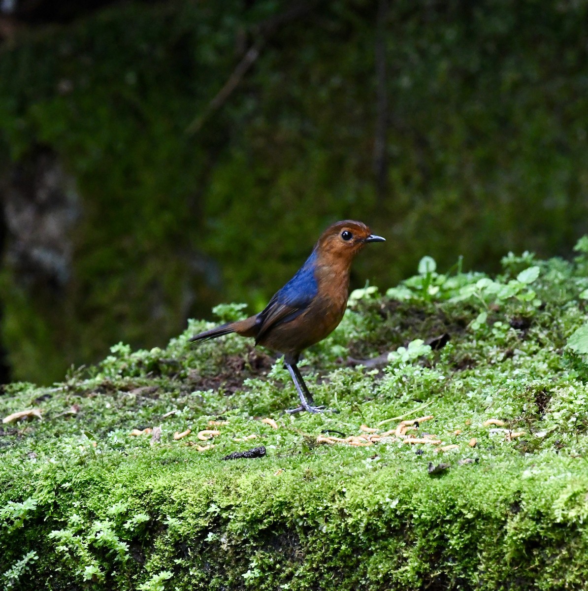 Bornean Shortwing - ML640050492