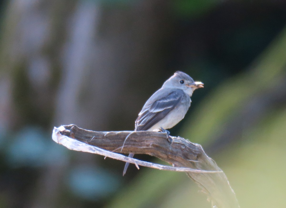 Western Wood-Pewee - ML640050508
