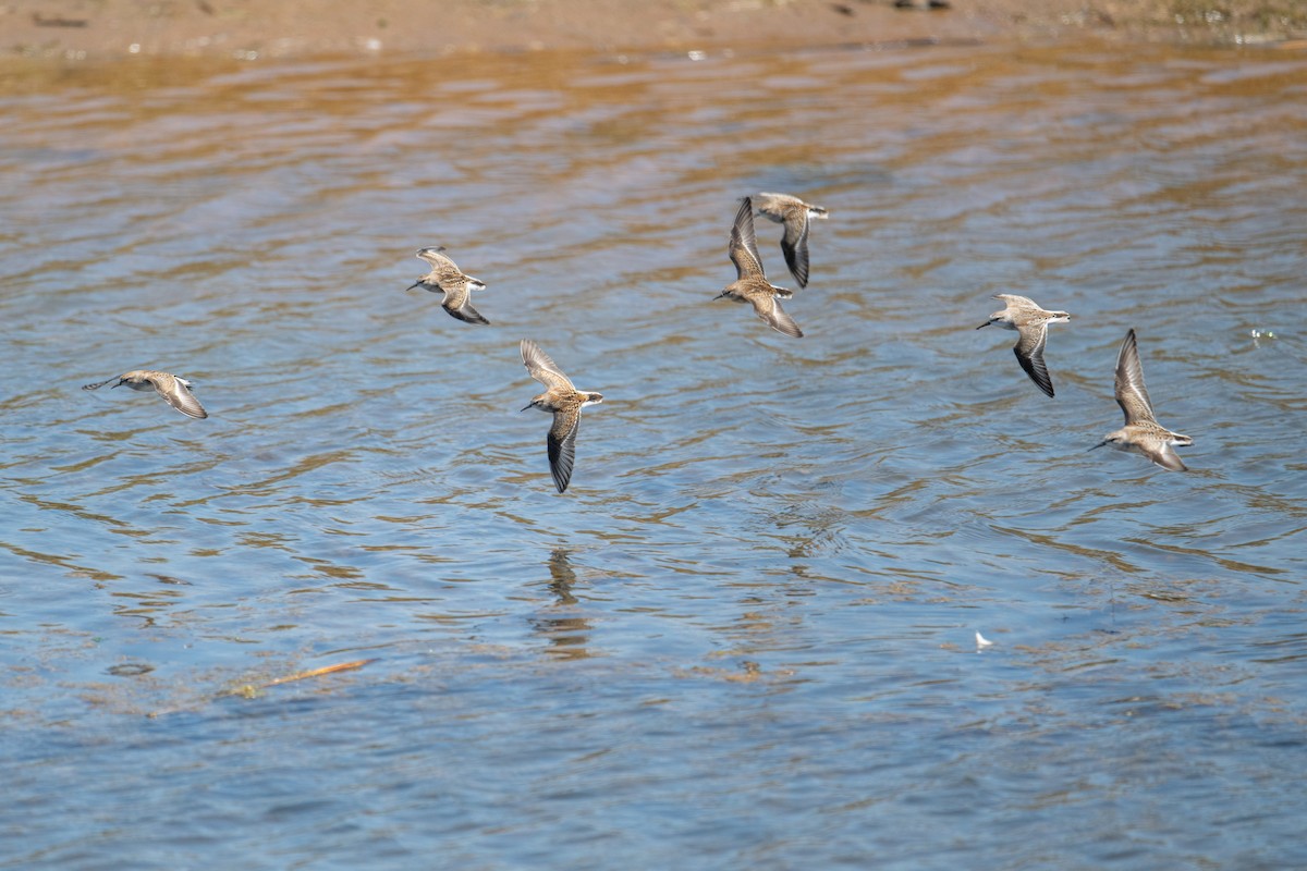 Least Sandpiper - ML640050514