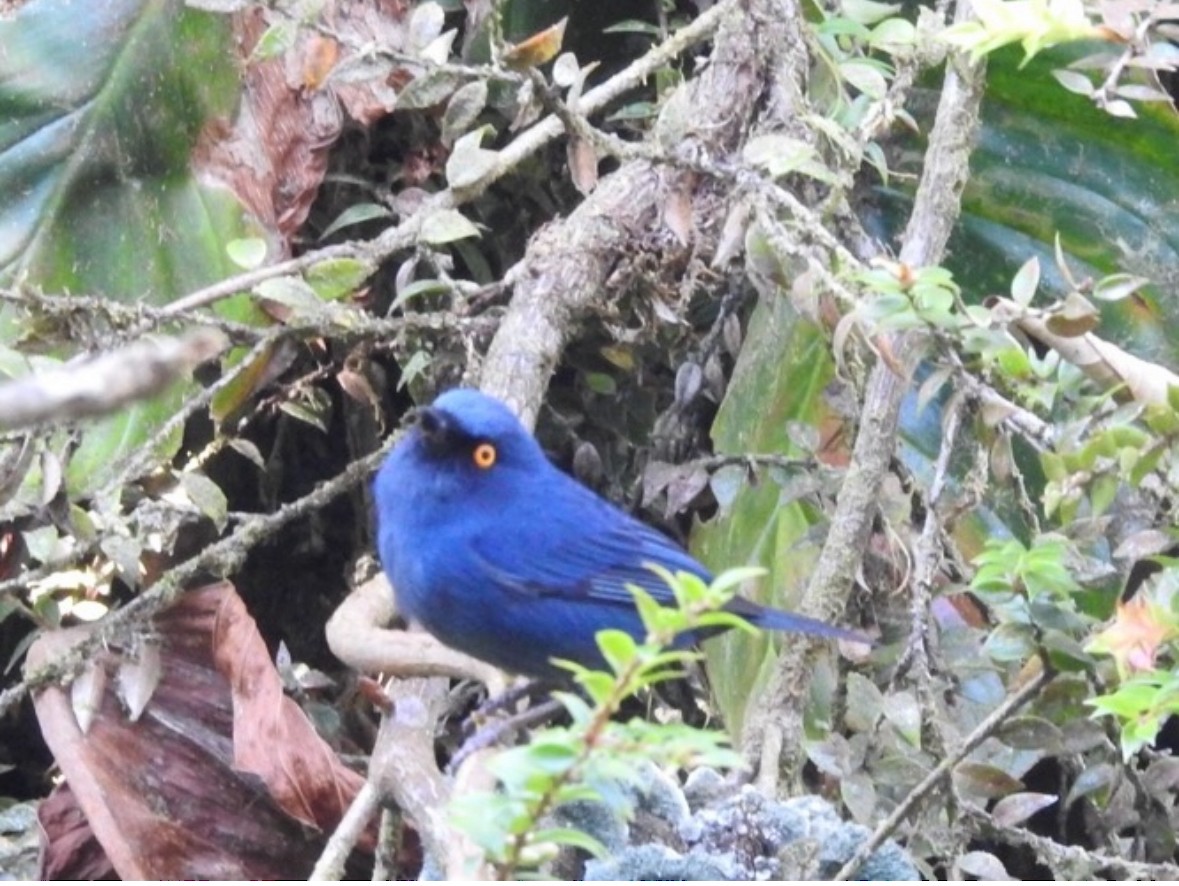 Deep-blue Flowerpiercer - ML640050518