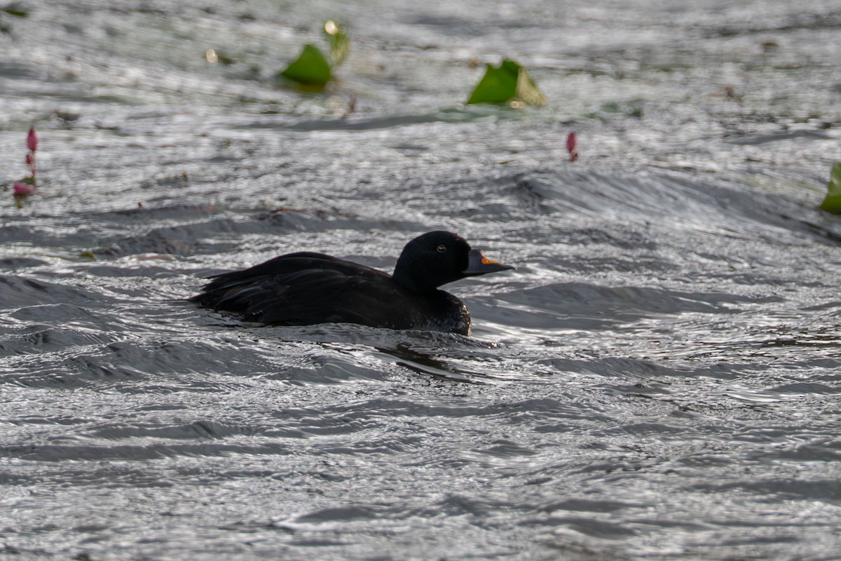 Common Scoter - ML640050678