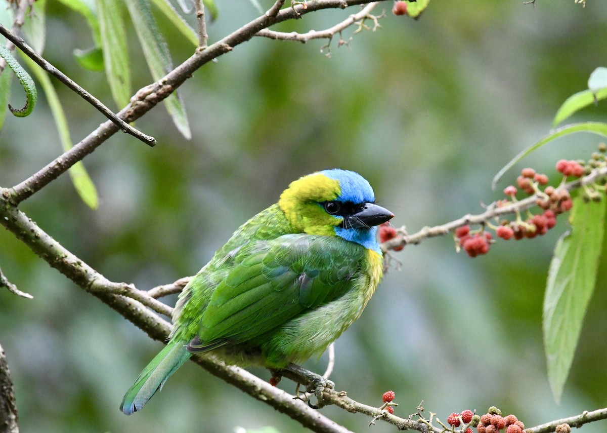 Golden-naped Barbet - ML640050692