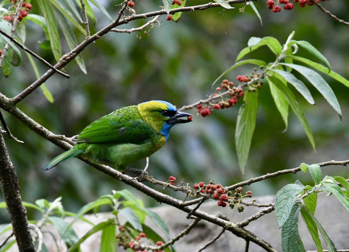 Golden-naped Barbet - ML640050693