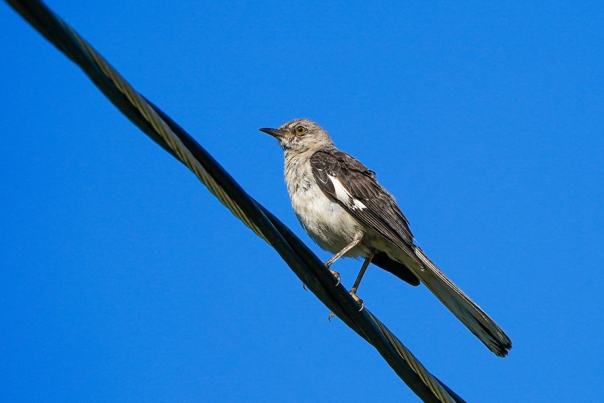Northern Mockingbird - ML640050722