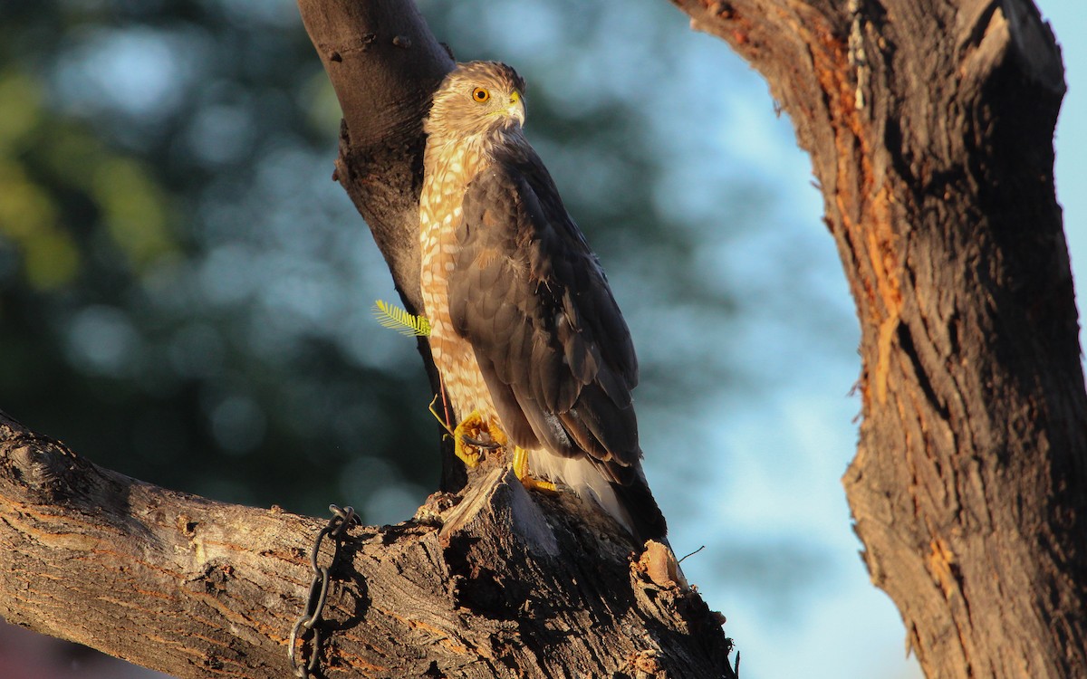 Cooper's Hawk - ML640050727