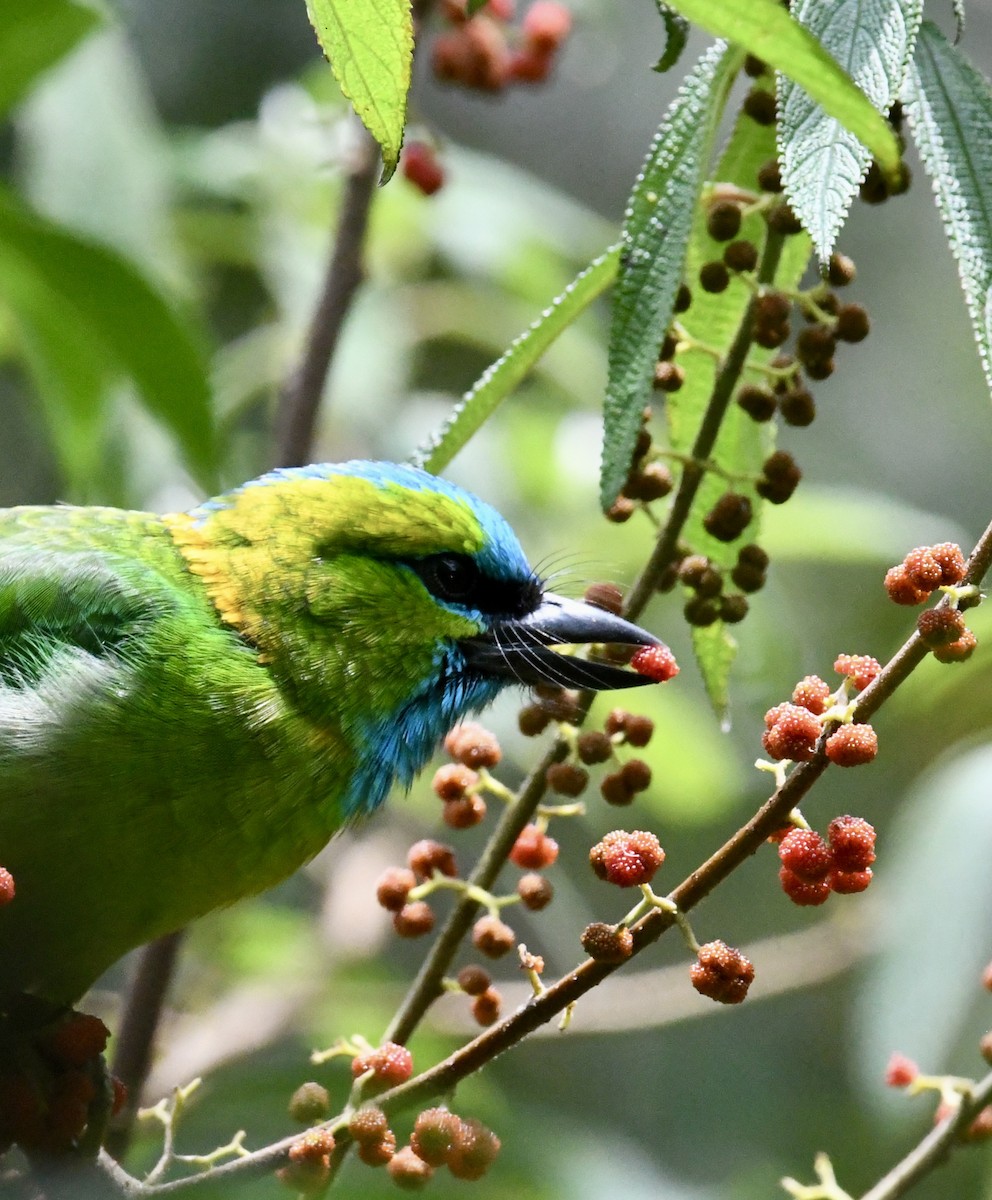 Golden-naped Barbet - ML640050728