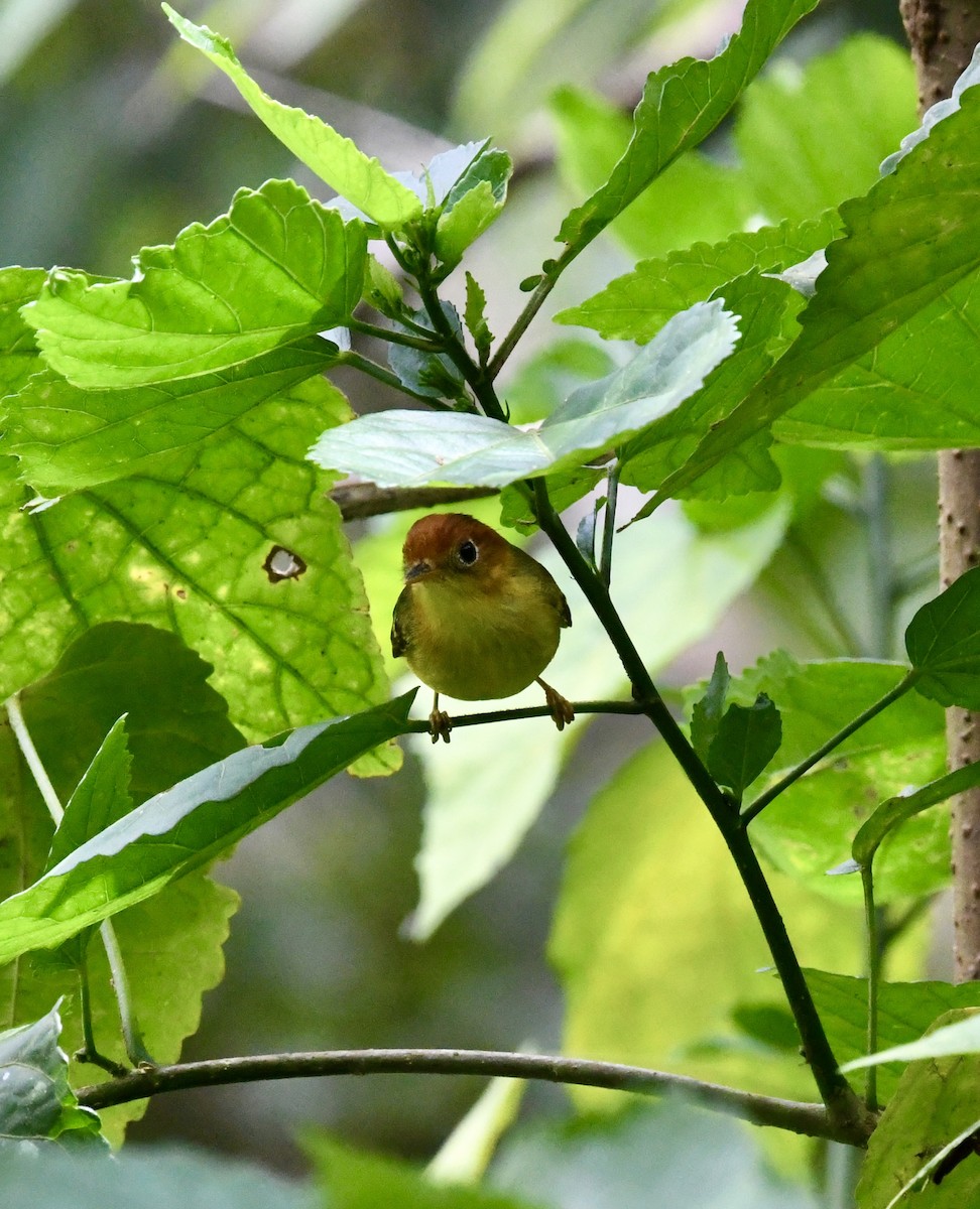 Yellow-breasted Warbler - ML640050748