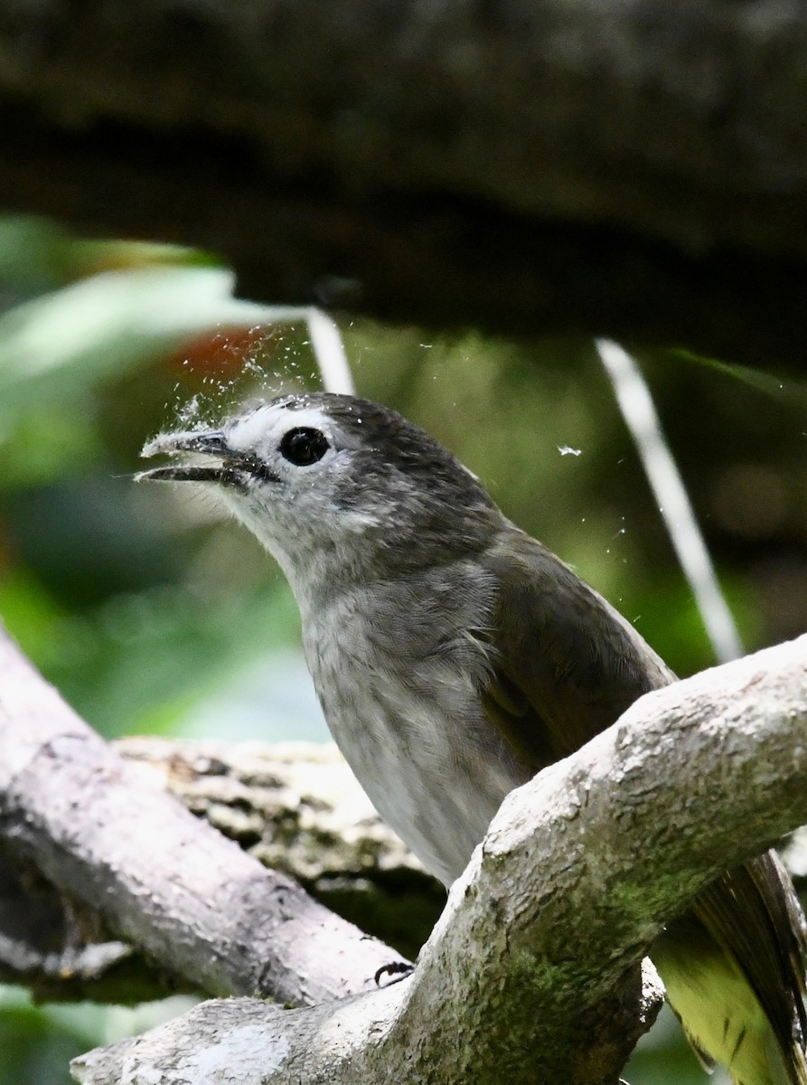 Bulbul à face pâle - ML640050840