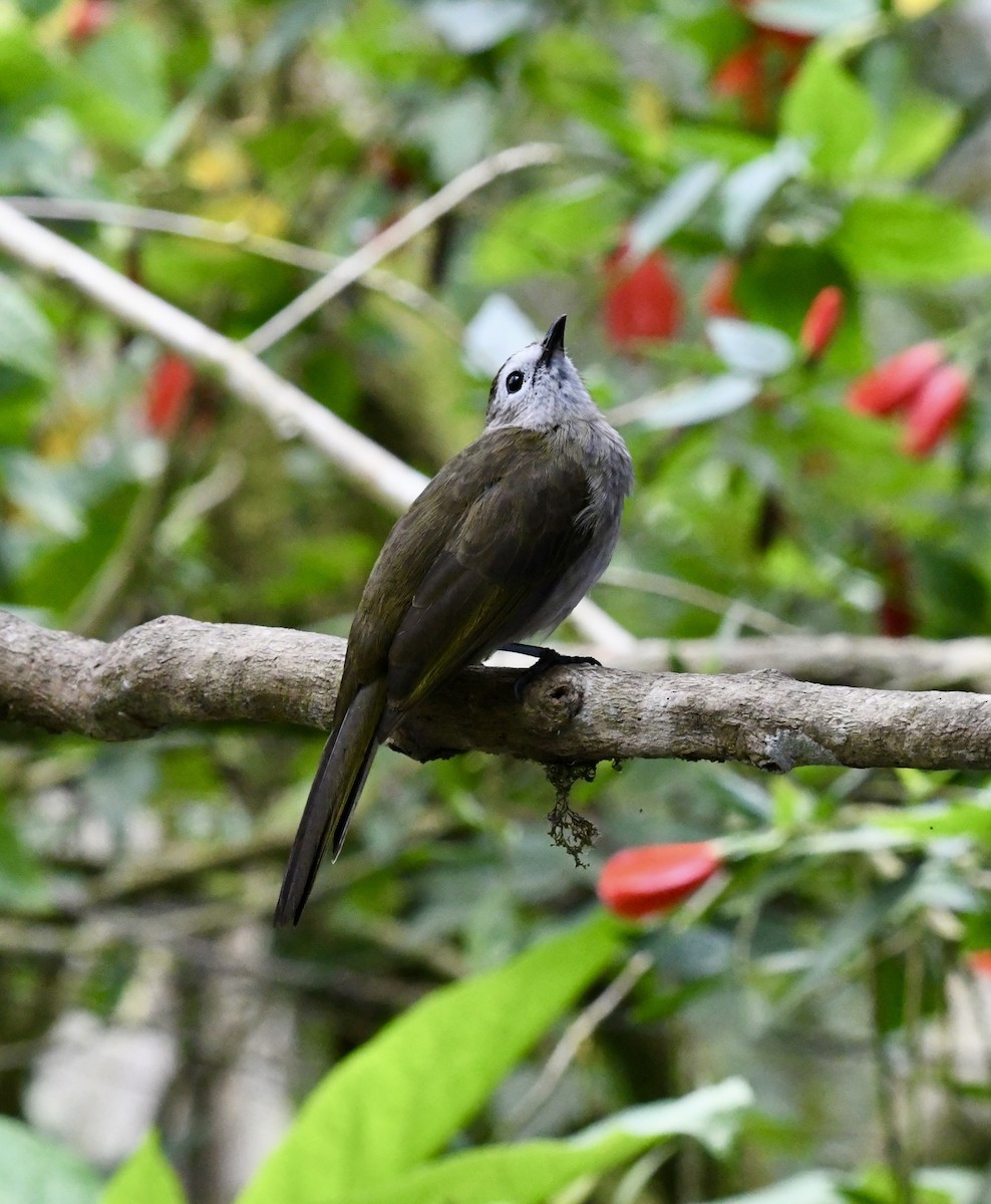 Bulbul à face pâle - ML640050841