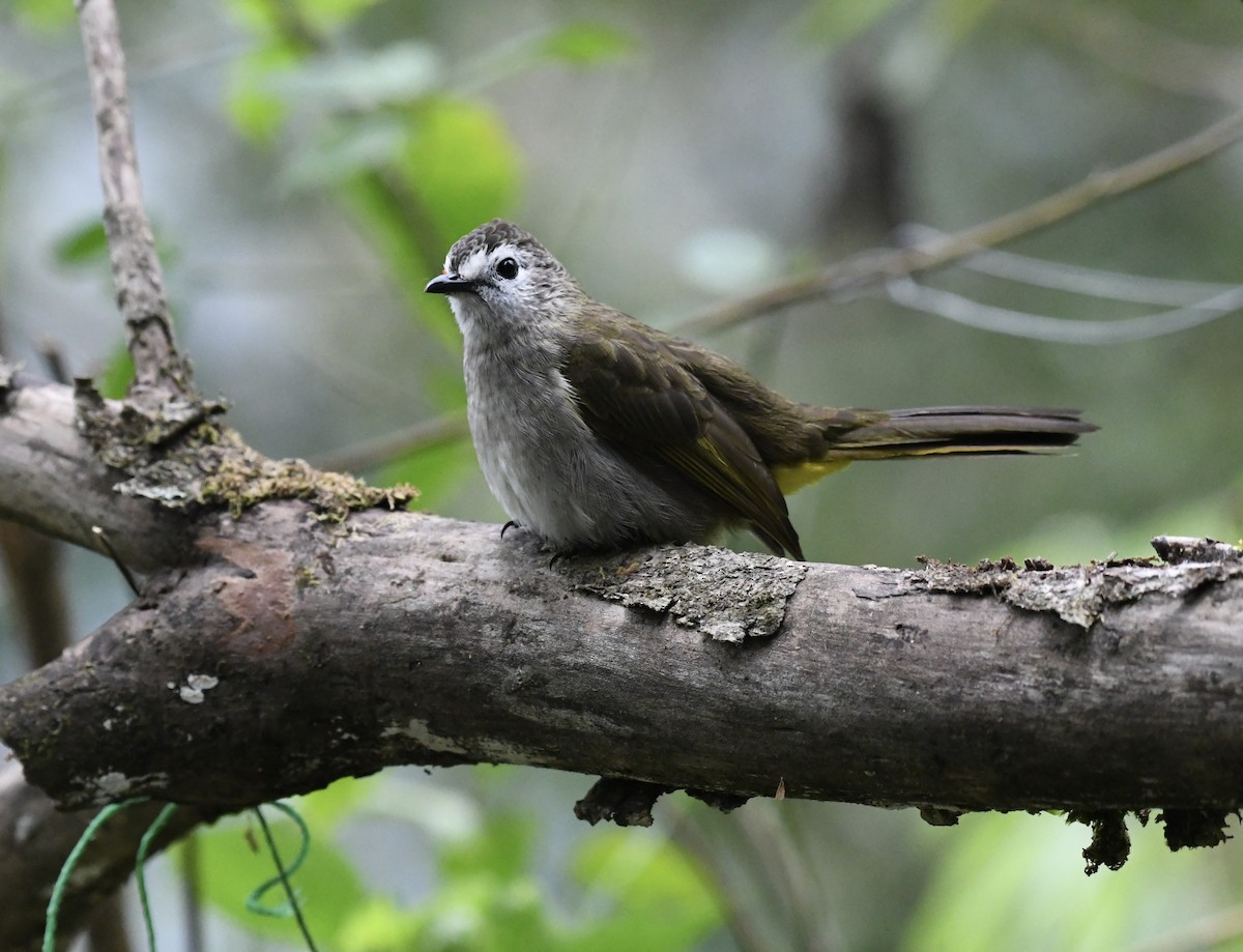 Bulbul à face pâle - ML640050842