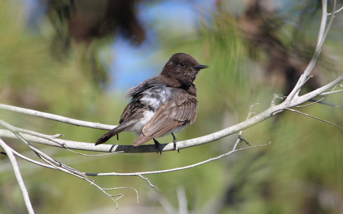 Black Phoebe - ML640050913