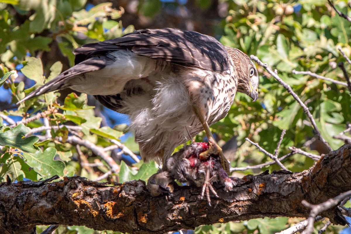 Cooper's Hawk - ML640050968