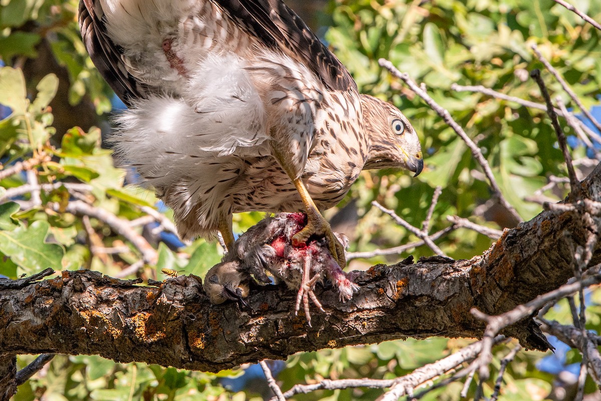Cooper's Hawk - ML640050969
