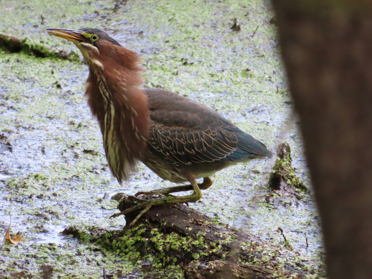 Green Heron - ML640051002