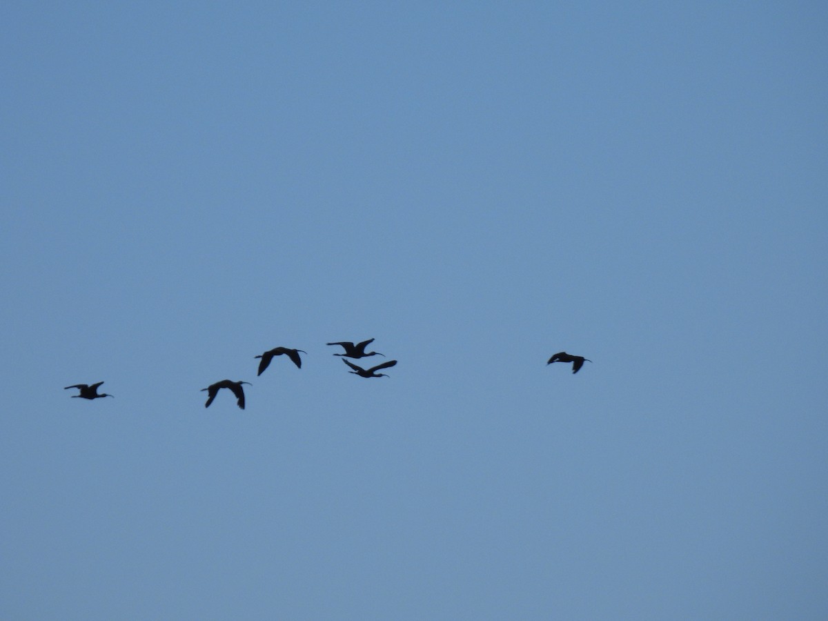 White-faced Ibis - ML640051008