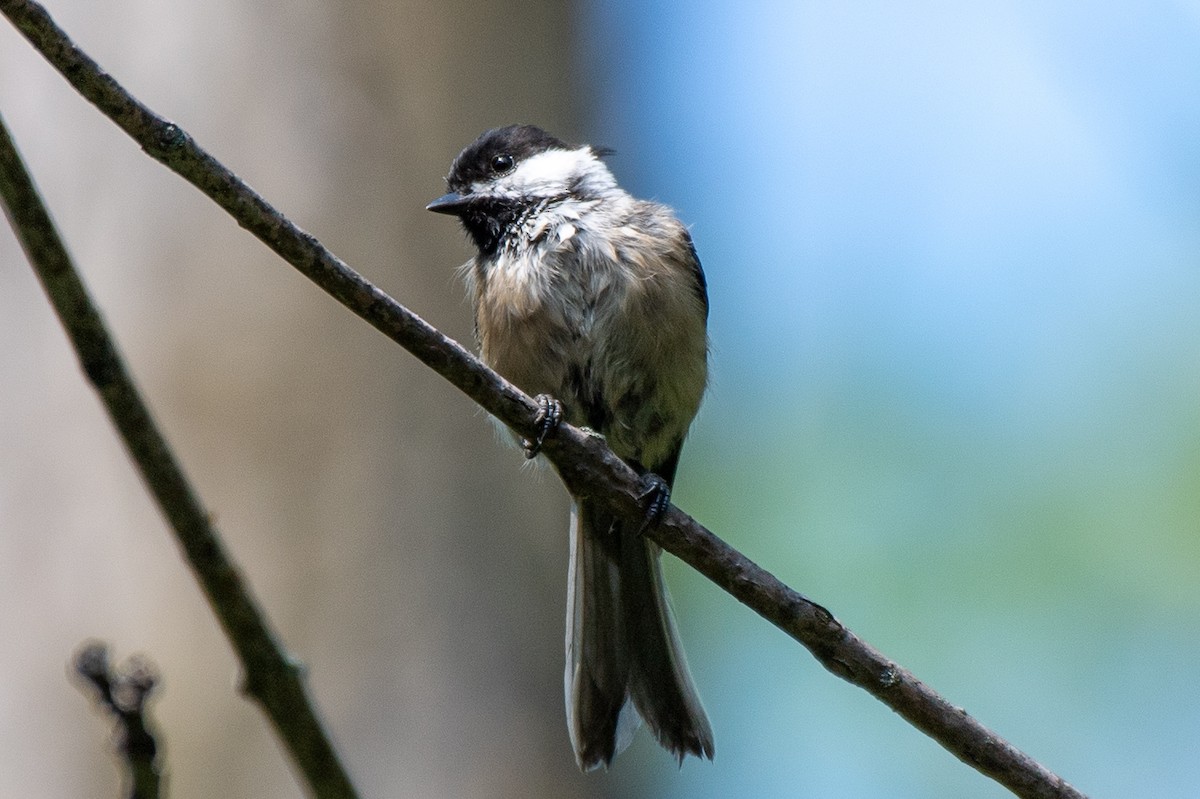 Black-capped Chickadee - ML640051013