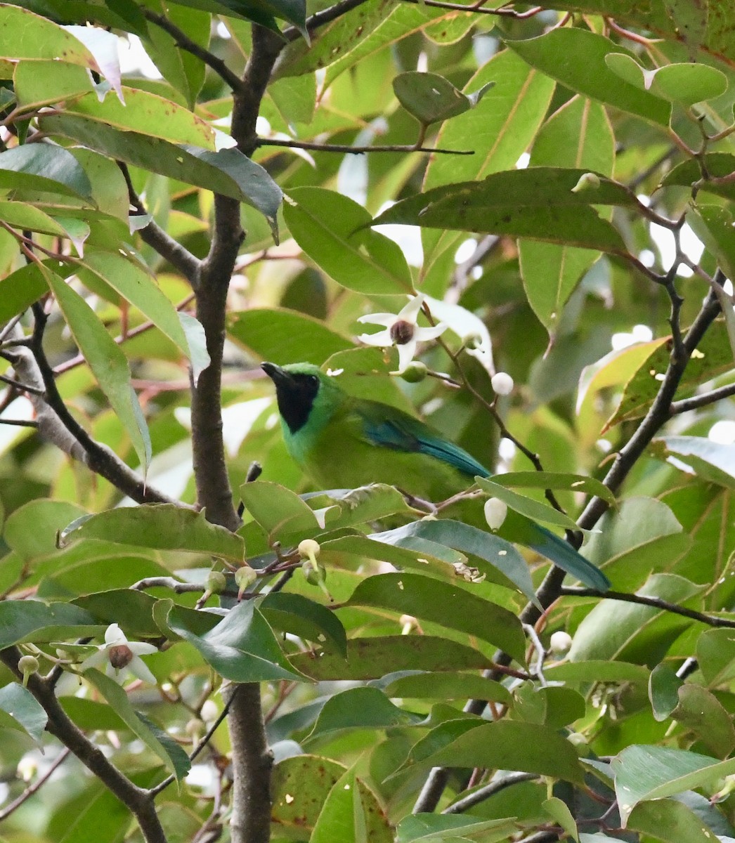 Borneoblattvogel - ML640051017